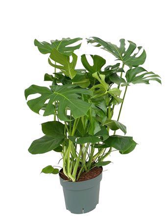 <h4>Monstera Deliciosa (bark)</h4>