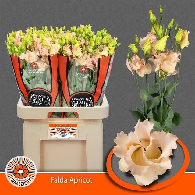 <h4>Eustoma en Falda Apricot</h4>