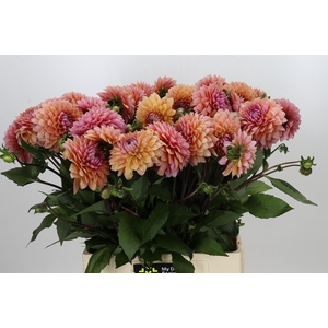 Dahlia Sweet Sanne