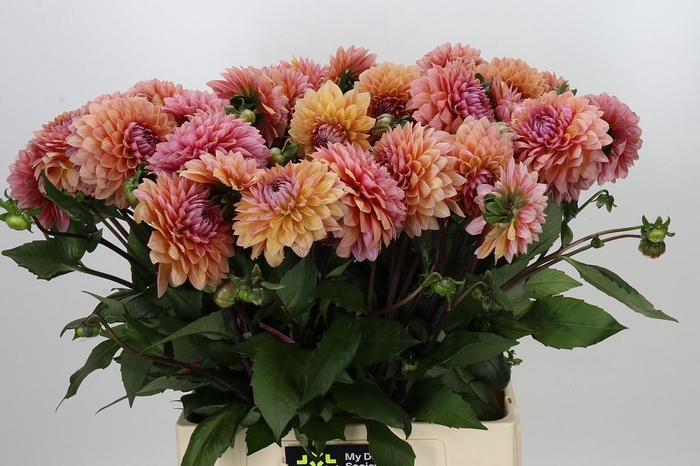 <h4>Dahlia Sweet Sanne</h4>