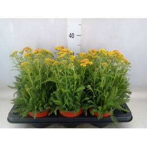 Achillea   ...