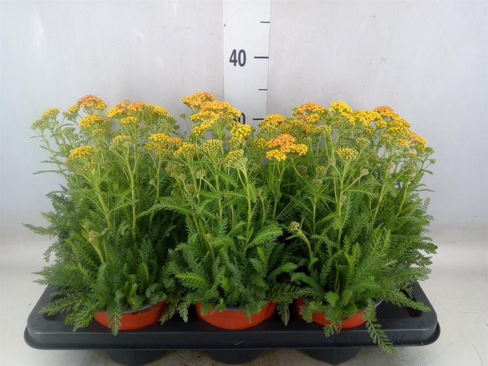 <h4>Achillea   ...</h4>