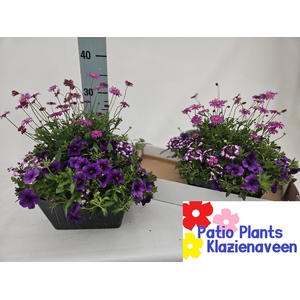 PERKPL GEM IN POT