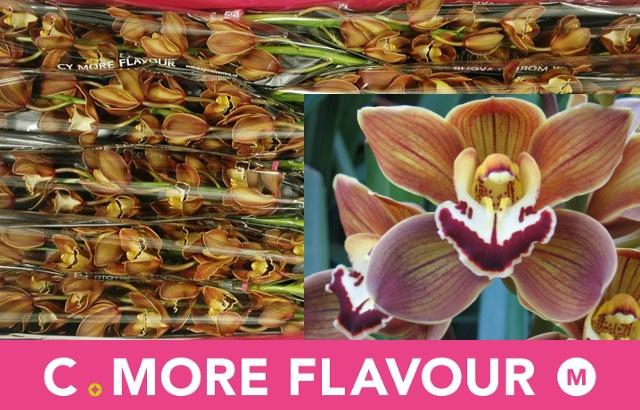 <h4>CYMB MI SIROCCO</h4>