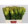 Leucadendron Goldstrike