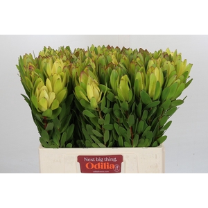 Leucadendron Goldstrike