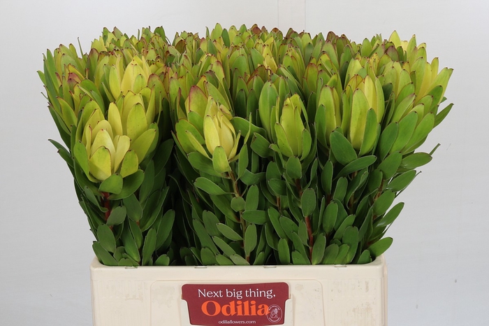 Leucadendron Goldstrike