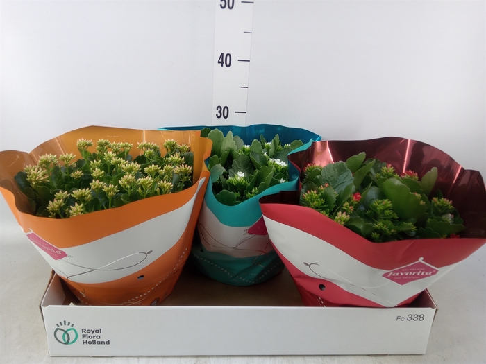 <h4>Kalanchoe blos.   ..mix 4</h4>