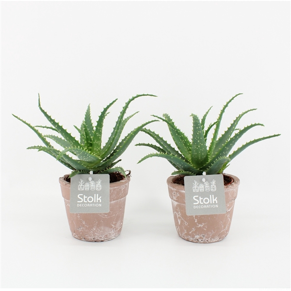 <h4>Aloe Arborescens 10,5 in terracotta pot</h4>