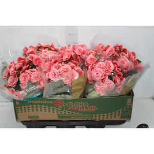 BEGONIA BORIAS P15