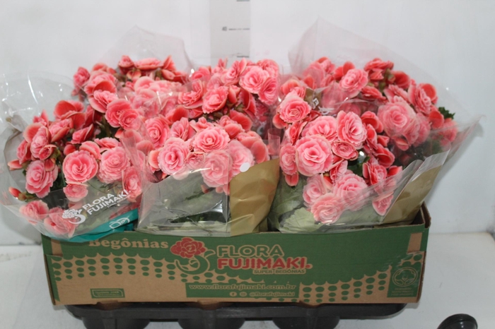 <h4>BEGONIA BORIAS P15</h4>