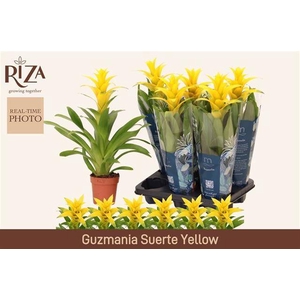 GUZM DESEO YELLOW