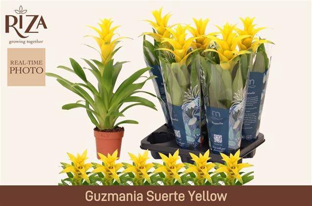 <h4>GUZM DESEO YELLOW</h4>