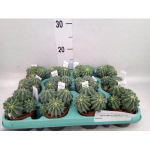 Ferocactus glaucescens