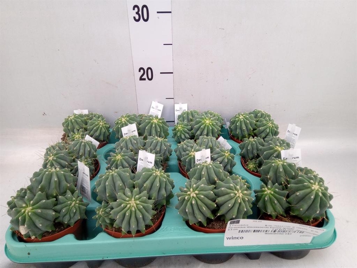 <h4>Ferocactus glaucescens</h4>