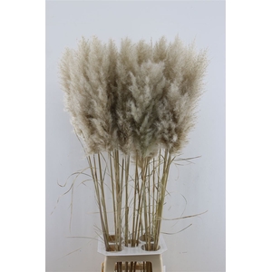 Cortaderia Super Naturel