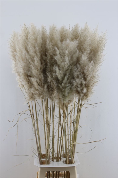 <h4>Cortaderia Super Naturel</h4>