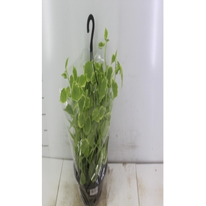 PEPEROMIA SCANDENS C21