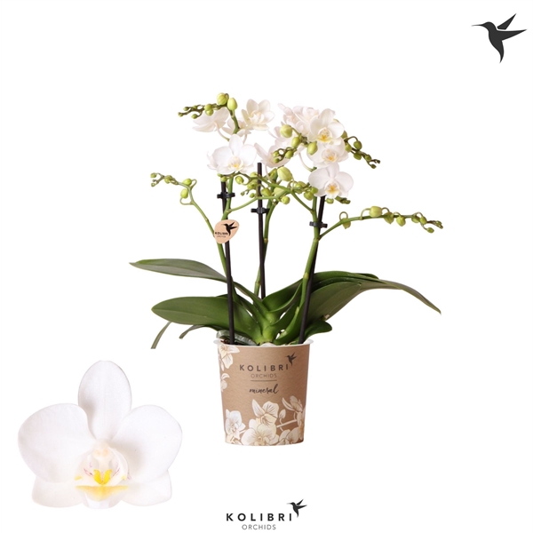 <h4>Kolibri Orchids Phalaenopsis Norway 3 spike</h4>