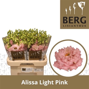 Eust Alissa Light Pink