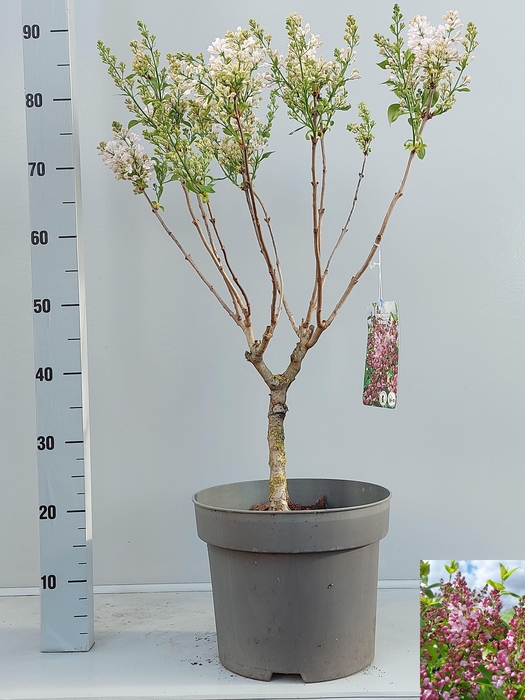 <h4>SYRI VULGARIS</h4>