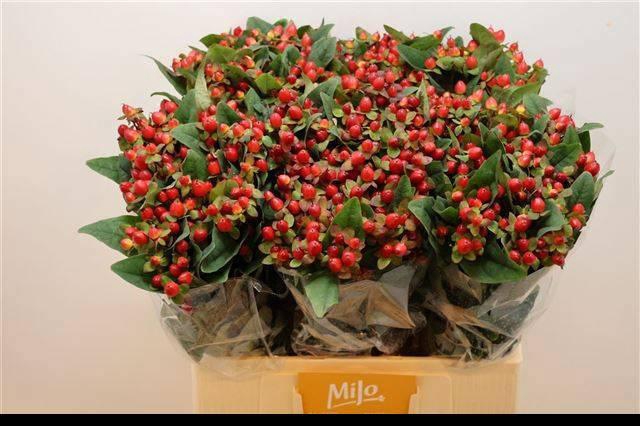 <h4>HYP MAG TRIUMPH</h4>