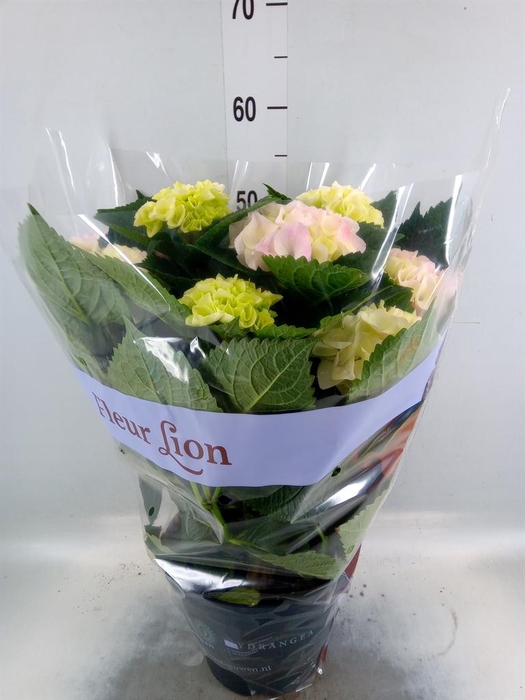 <h4>Hydrangea mac. 'Hi Diamond'</h4>