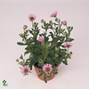 Erigeron  'Sea Breeze'