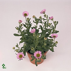 Erigeron  'Sea Breeze'