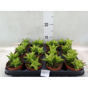 Aloe squarrosa