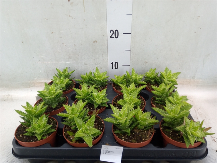 <h4>Aloe squarrosa</h4>