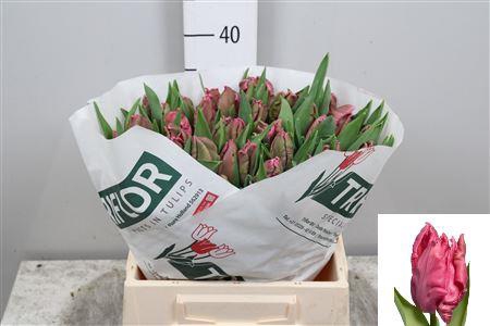 <h4>Tu Pa Marvel Parrot</h4>