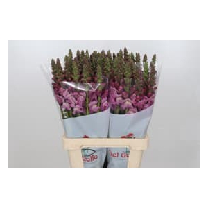 ANTIR POTOMAC PURPLE