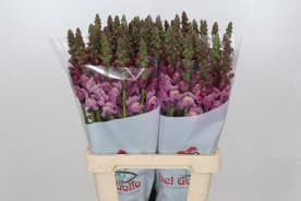 <h4>ANTIR POTOMAC PURPLE</h4>