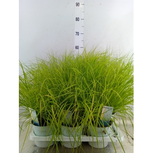 Pennisetum alopec. 'Hameln Gold'