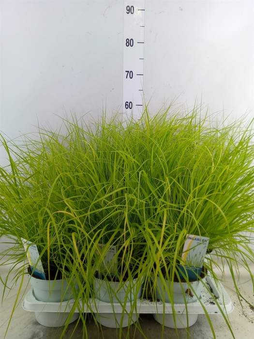 <h4>Pennisetum alopec. 'Hameln Gold'</h4>