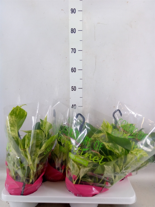 <h4>Epipremnum pinn. 'Marble Queen'  HG</h4>