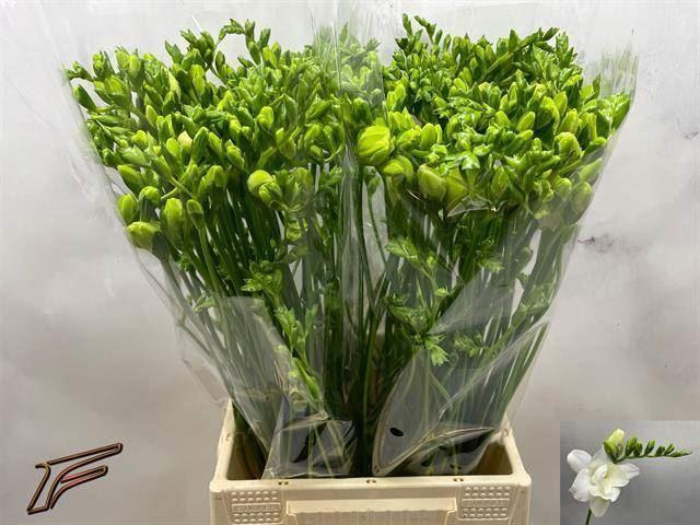 <h4>Freesia du Volante</h4>