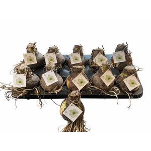 BLOEMBOL HIPPEASTRUM