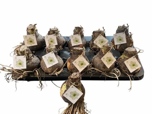 <h4>BLOEMBOL HIPPEASTRUM</h4>