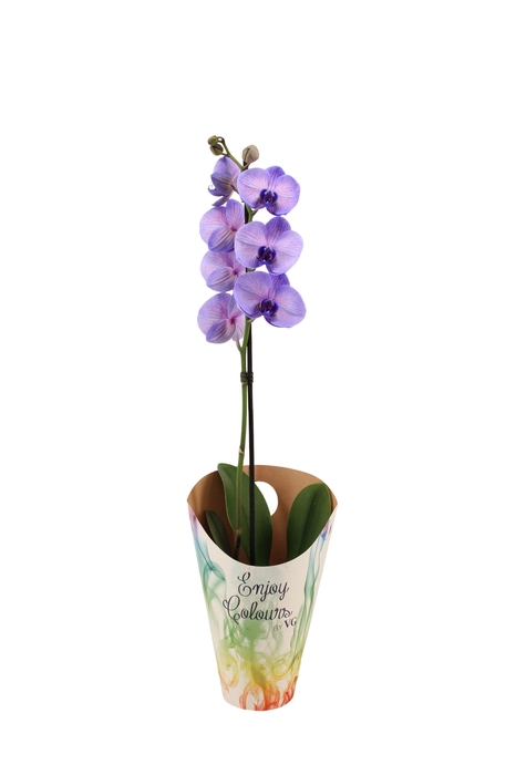 <h4>Enjoy Potcover Phal I Am Purple Heart 1T9+ ( 24 uur levertijd)</h4>