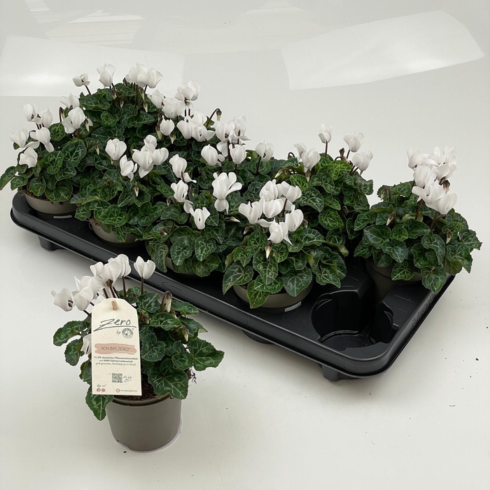 <h4>CYCL MD GARDEN</h4>