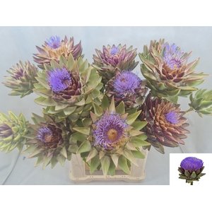 CYNARA SC GREEN GLOB