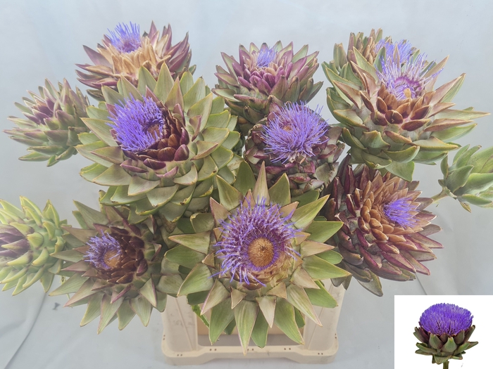 <h4>CYNARA SC GREEN GLOB</h4>