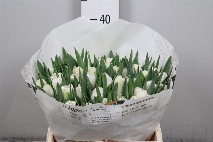 <h4>Tu Du Maiko San</h4>