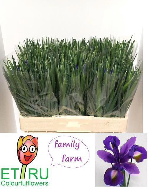 <h4>IRIS BLUE MAGIC</h4>