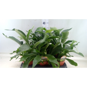 Platycerium bifurc.