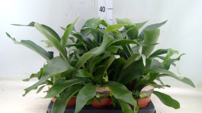 <h4>Platycerium bifurc.</h4>