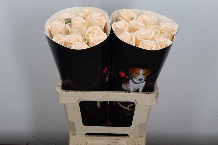 <h4>R Ov Wx Oceana W11</h4>