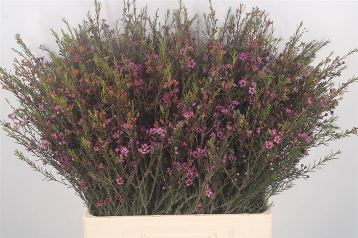 <h4>Chamelaucium Purple Pride</h4>